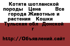 Котята шотланской породы › Цена ­ 40 - Все города Животные и растения » Кошки   . Тульская обл.,Донской г.